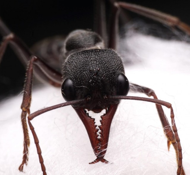 Ядовитая обезьяна, отравленная птица и еще 3 неожиданных твари, которые могут убить вас ядом