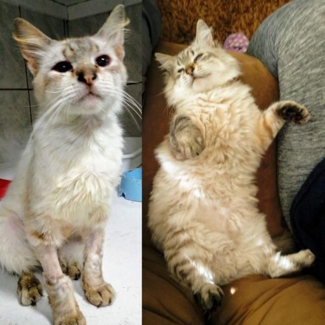 Фото-истории брошенных котеек, до и после