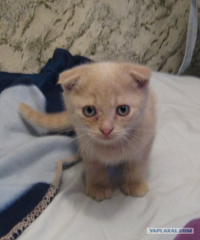 Котовторник 09.04.2013