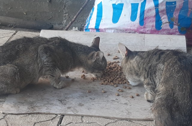 Кошаки на даче