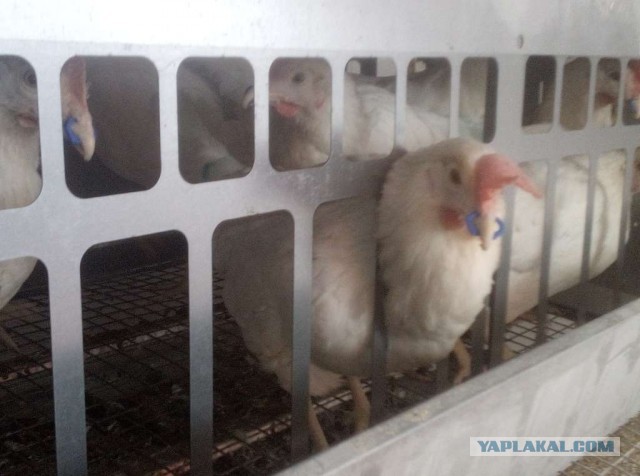 Еще раз о ценах на яйца и мясо птицы на личном опыте