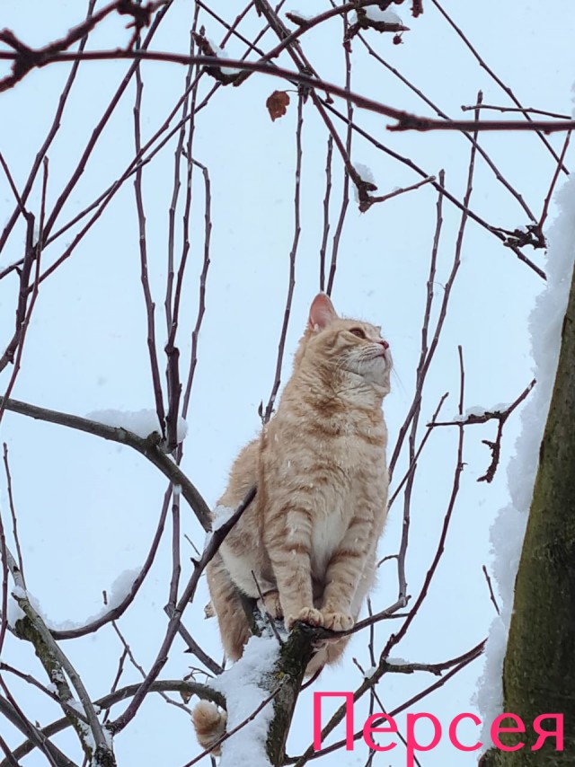Жизнь домашнего приюта "Котоленд" 423