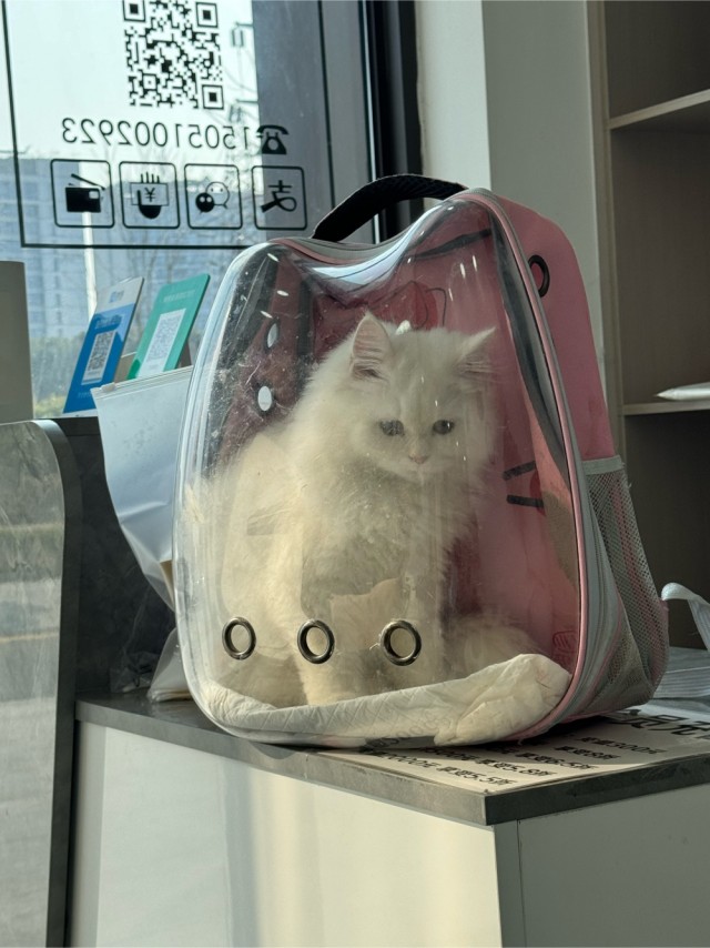 А у вас котэ растаяло