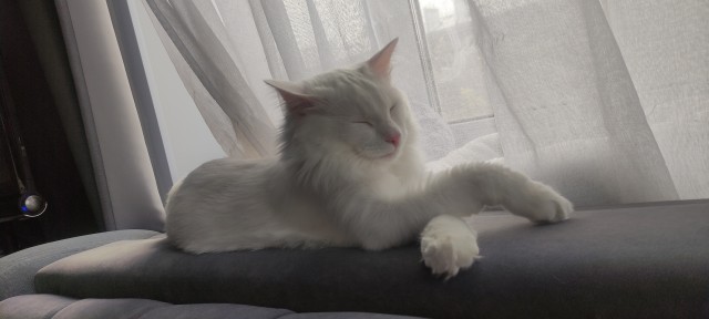 Мама, а вы покормили котика?