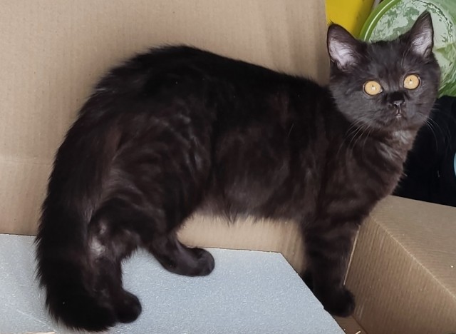 Мэйн-кун!  Котовторнику посвещается!