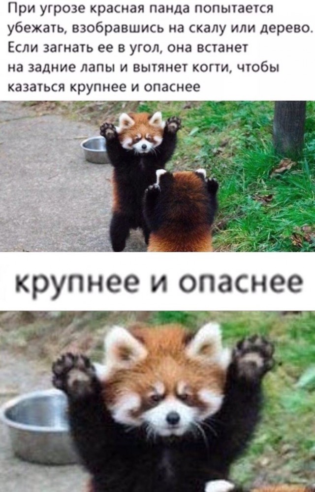 Здравствуйте, ветеринар Настюша приветствует красную панду
