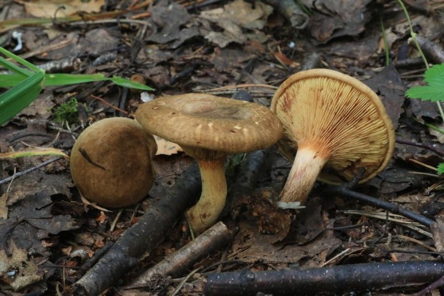 Свинушки (Коровники) съедобны или нет?