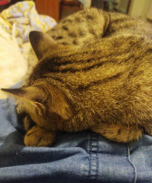 Кот, вставай! Мне ехать надо