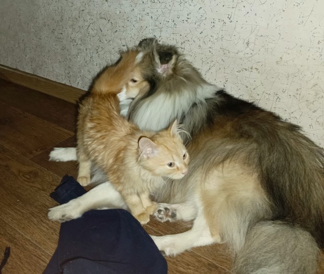 Котовторник