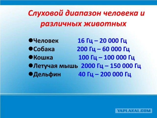 В Красноярске овчарка 2,5 часа слушала Чайковского на концерте