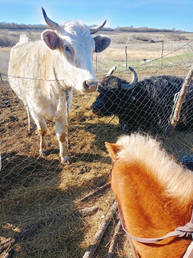 Веселая ферма: Забава. Знакомство