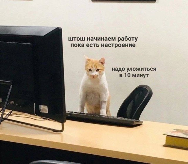 Девушка попросила в Хвиттере остальных скинуть любимые мемы с котами