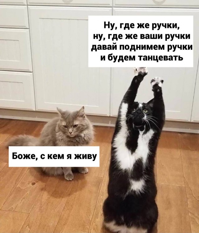 Картинки для деградации 13 (разной степени свежести)