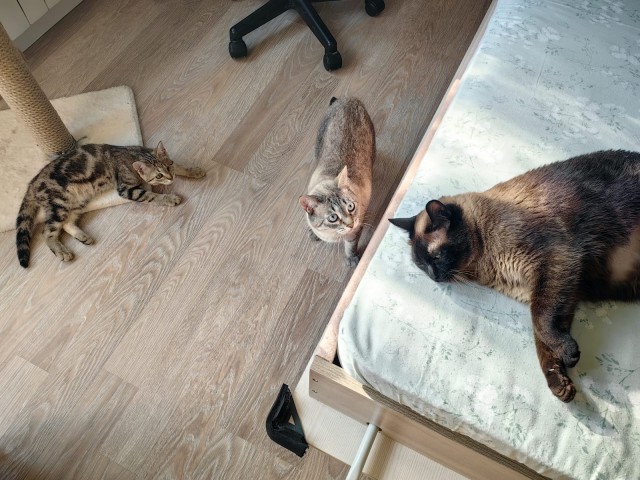 Котовторник