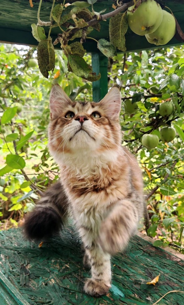 Котовторник
