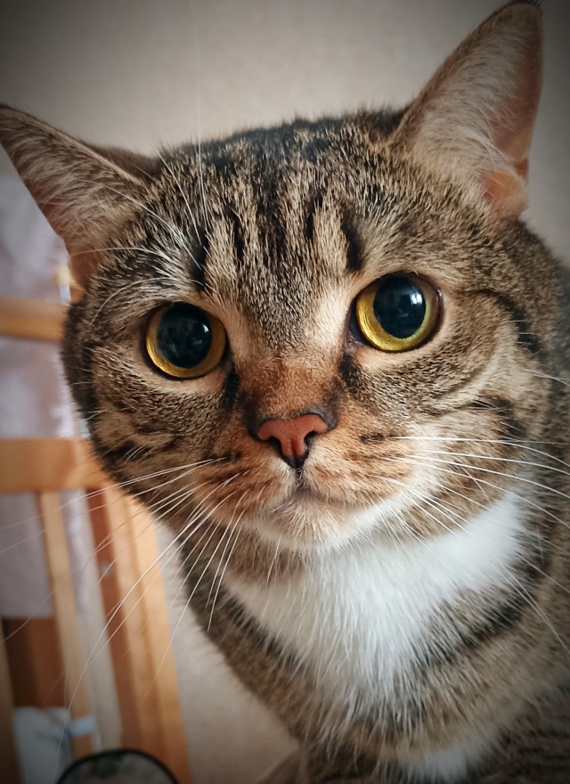 Котофторник жеж