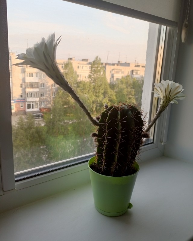 Саня скоро расцветёт