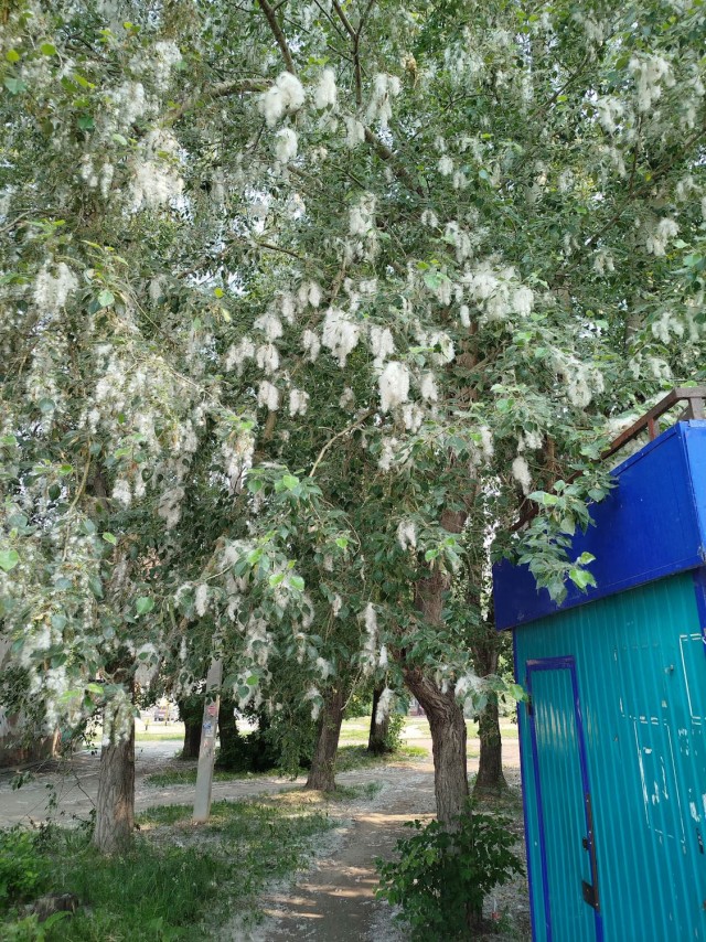 Вот какая красота выросла