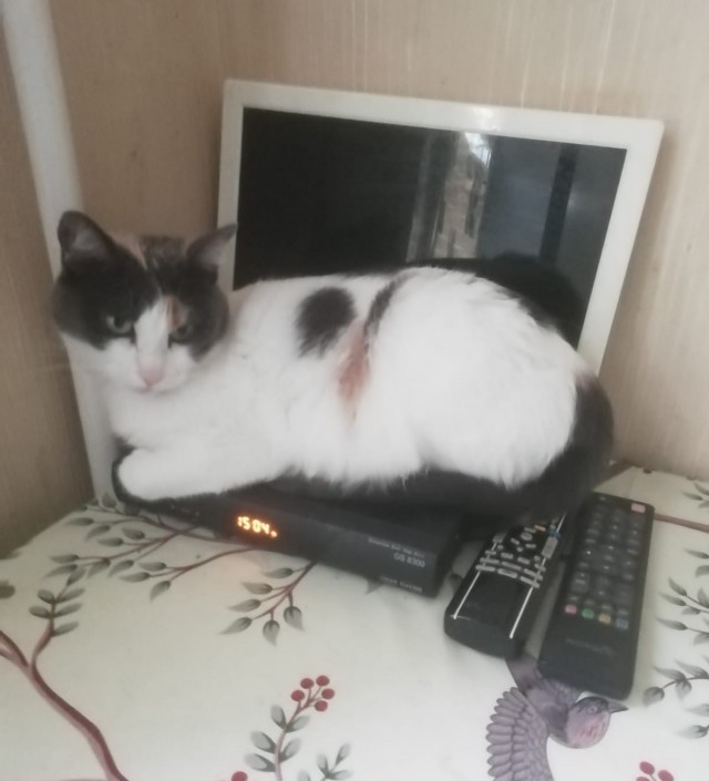 Котовторник. Начало