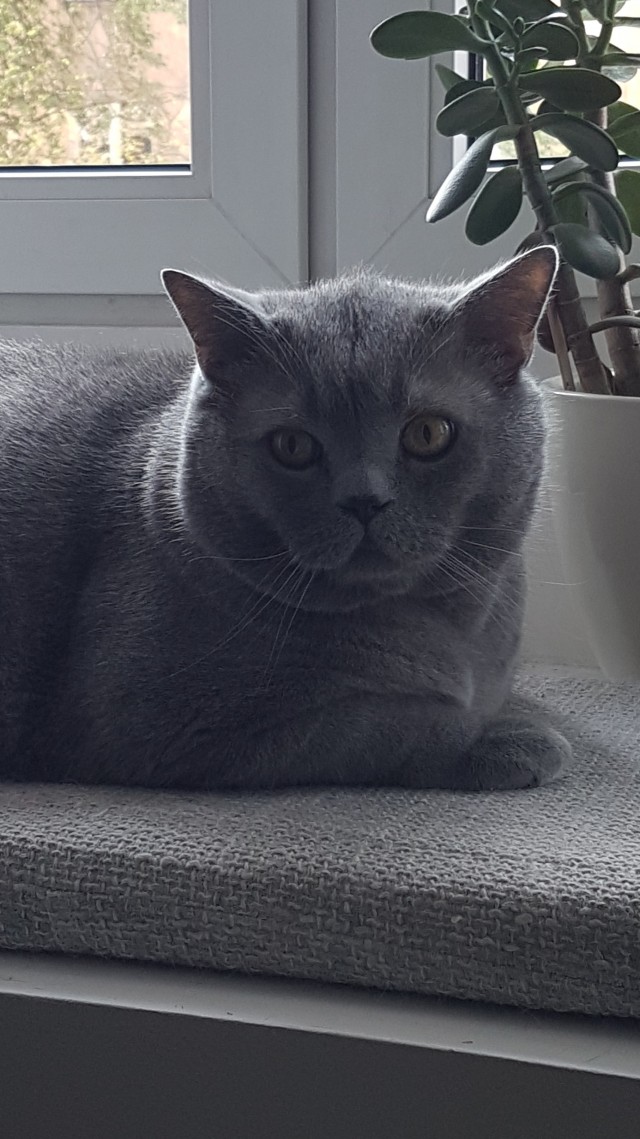 Очередной котовторник