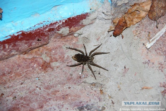 Тварь в подъезде