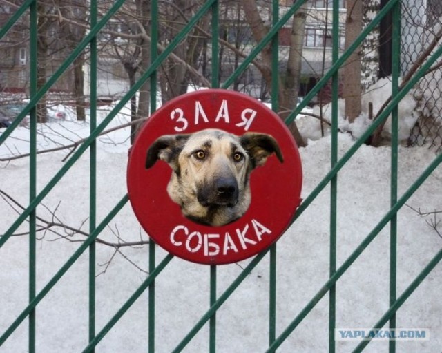 Осторожно! Смешная собака