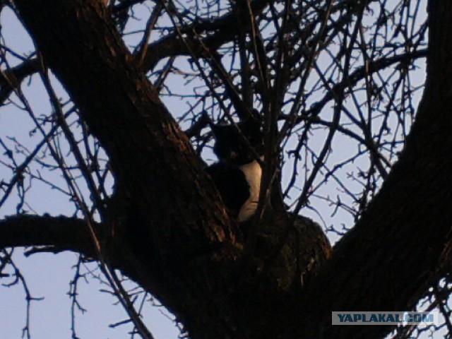 Котовторник 25.02.2014