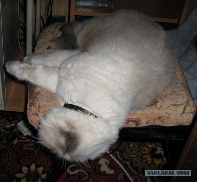 Котовторник 6.05.2014