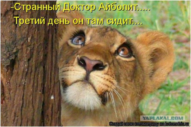 В Оренбурге жируют врачи.