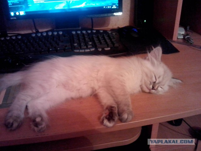 Котовторник 01.07.2014