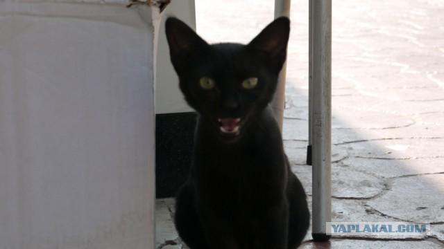 А у тебя есть фото твоей зевающей котейки ?