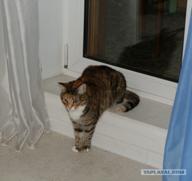 Котовторник 16.09.14