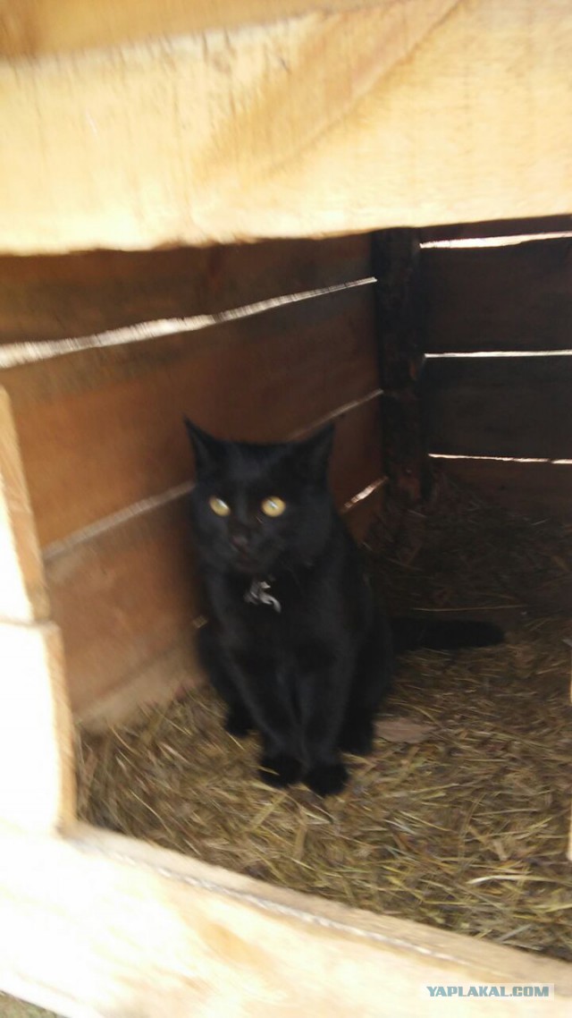 Котовторник