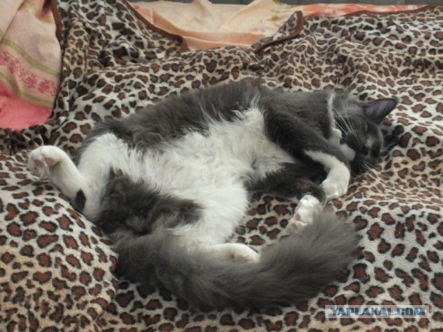 Котовторник 12.03.13