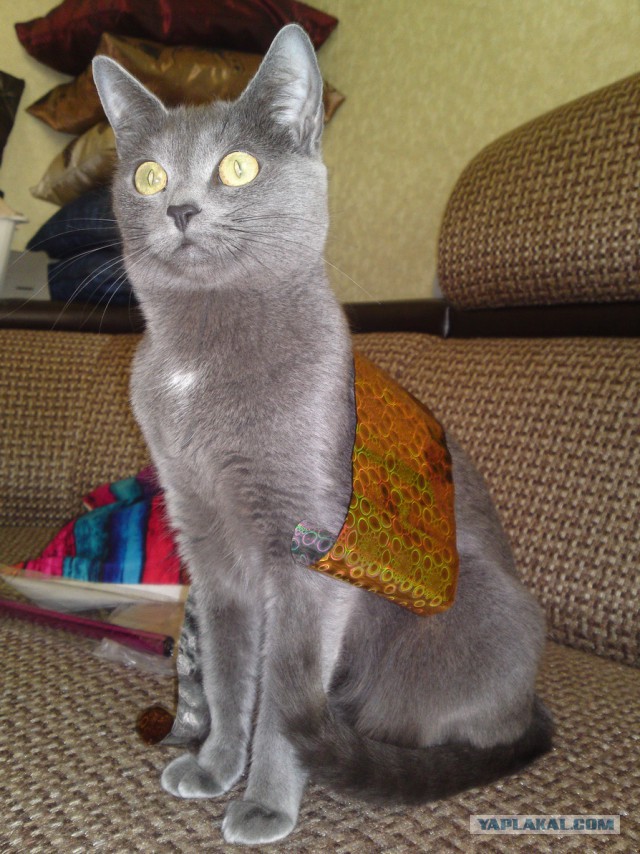 Котовторник   02.06.2015