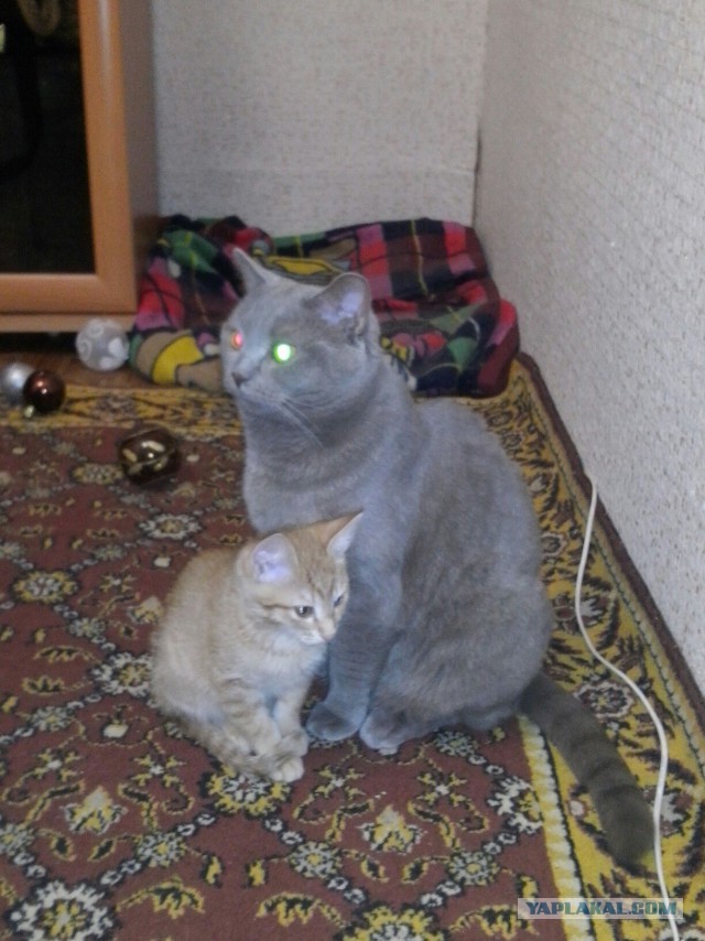 Котовторник 30,06, 2015