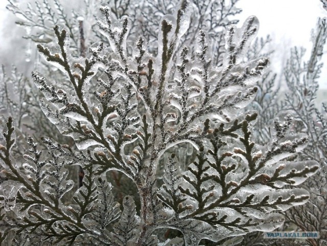 Ледяная зима