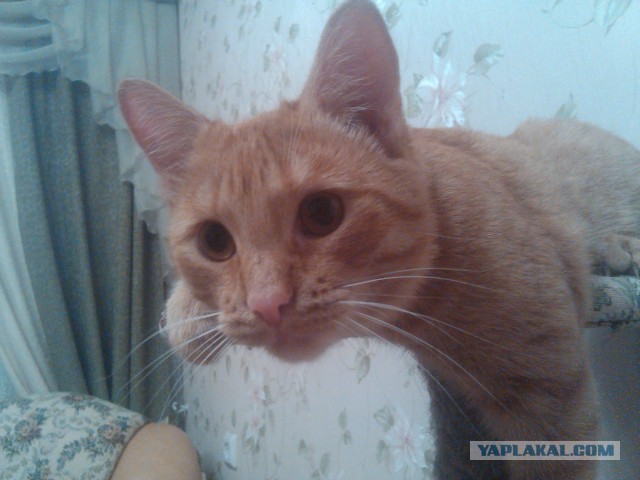 Котовторник  21.07.2015