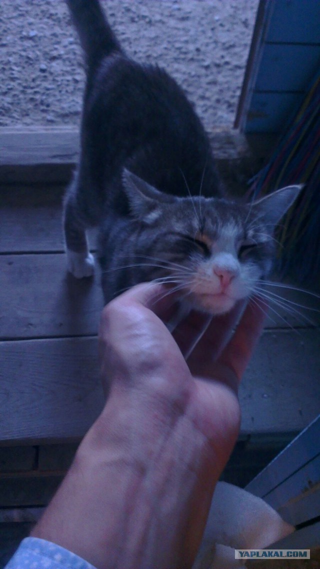 Котовторник 11.08.2015