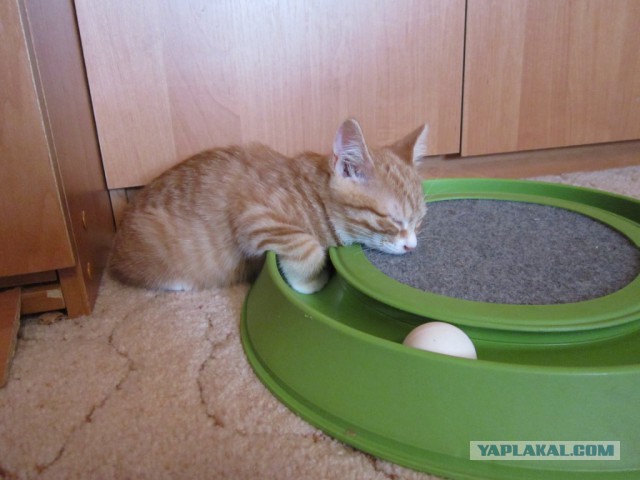 Мимимишности пост