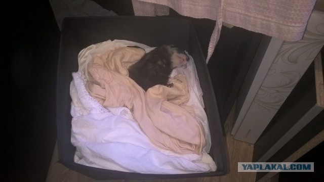 Вот такой улов. И хозяева уроды...