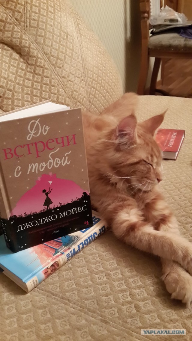 Котовторник на вторник, Котовторник