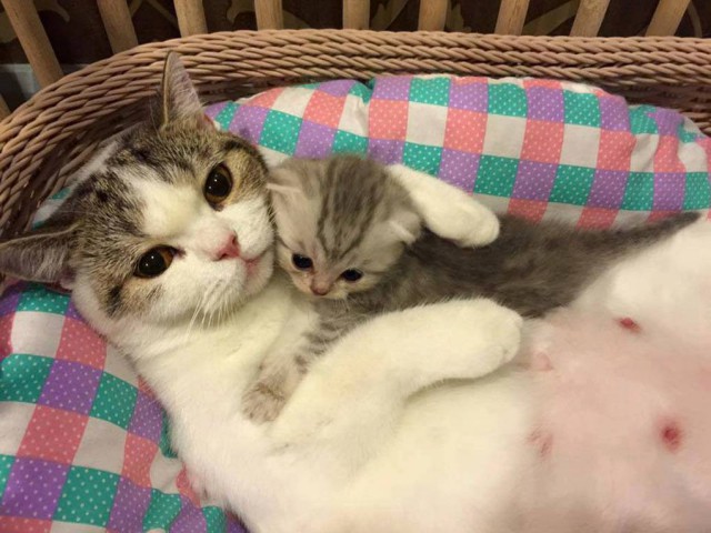 Прикольные животные
