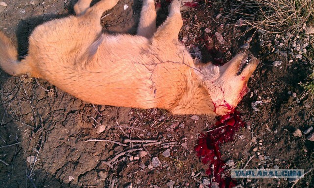 Догхантеры начали травить собак в Ижевске.