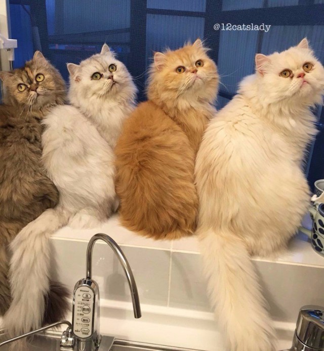 Коты из сети