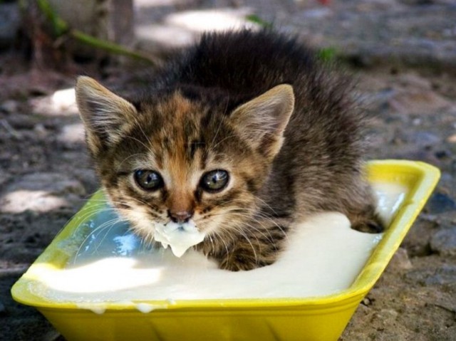 Коты из сети