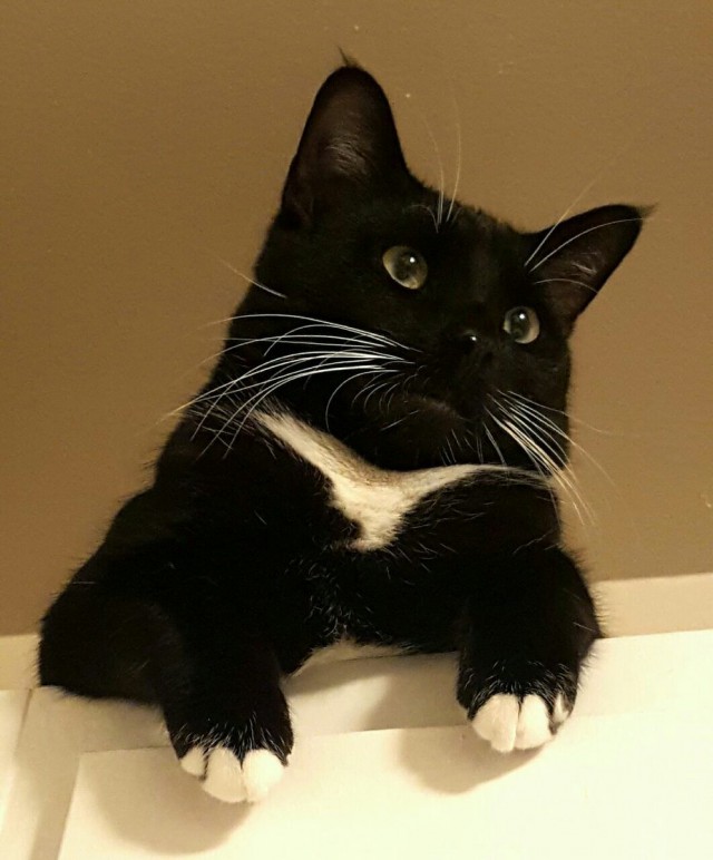 Коты из сети
