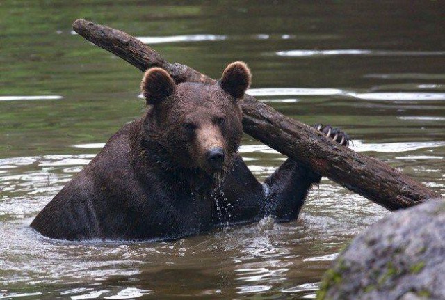 Самые смешные животные