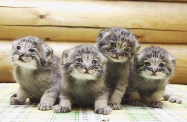 Коты и Кошки