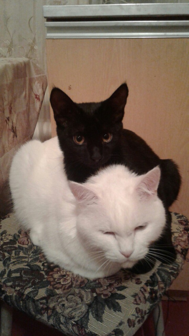 Коты и Кошки